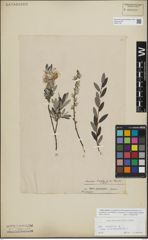 Foto von Salix repens L.